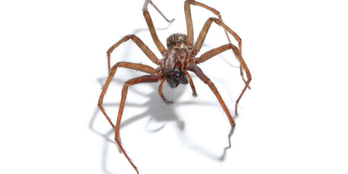 Queens NY Spider Cricket Pest Control